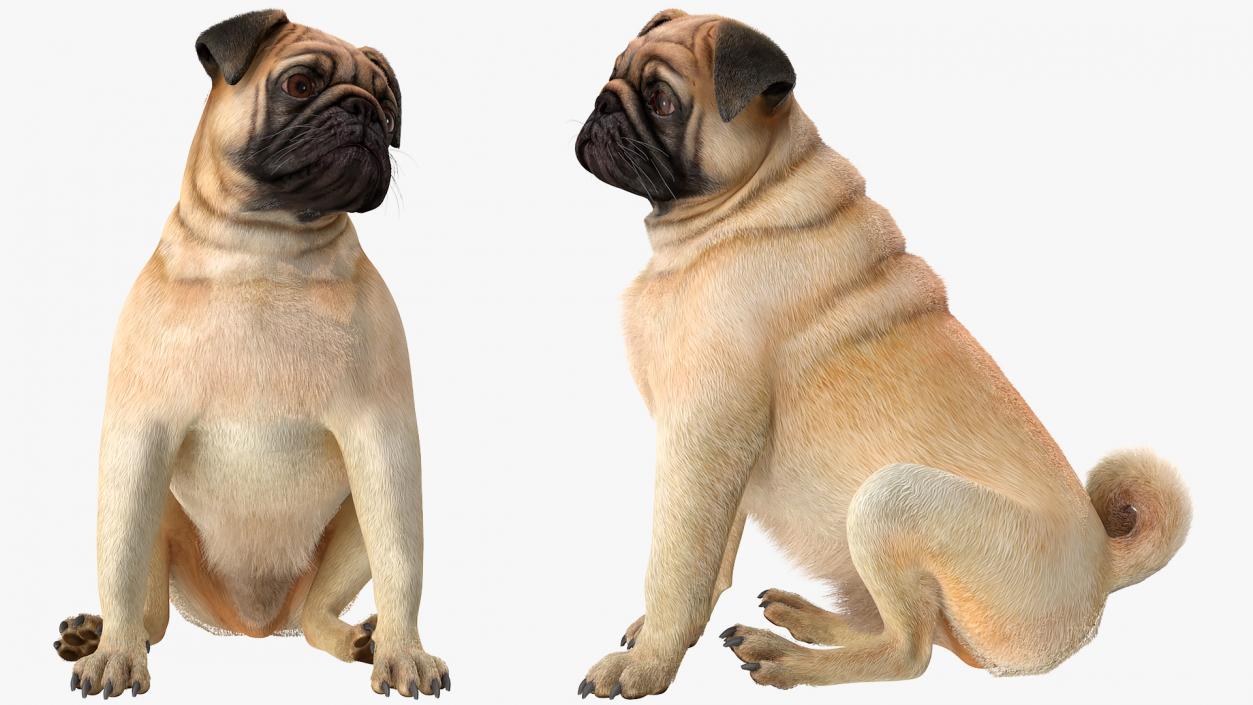 Pug Dog Sitting Pose Fur 3D model