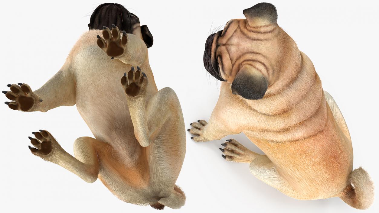 Pug Dog Sitting Pose Fur 3D model