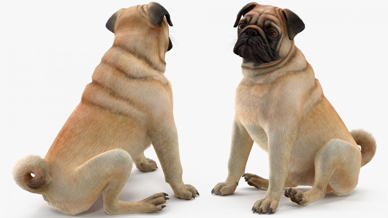 Pug Dog Sitting Pose Fur 3D model