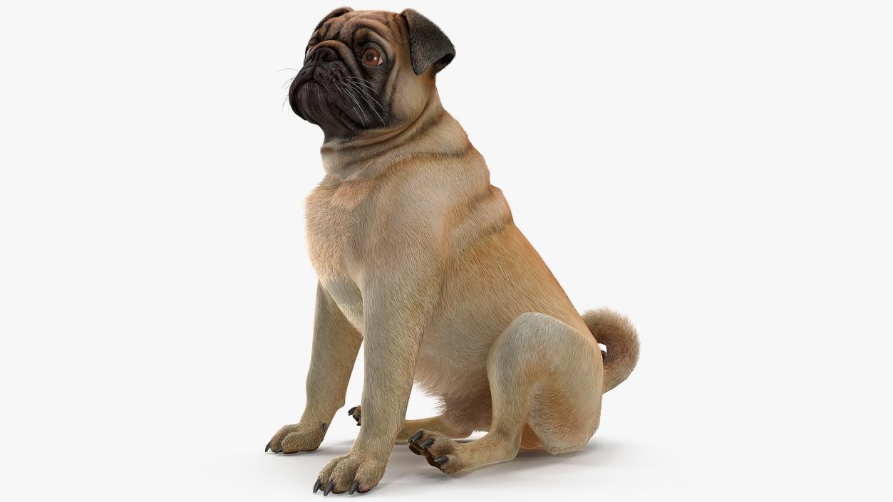 Pug Dog Sitting Pose Fur 3D model