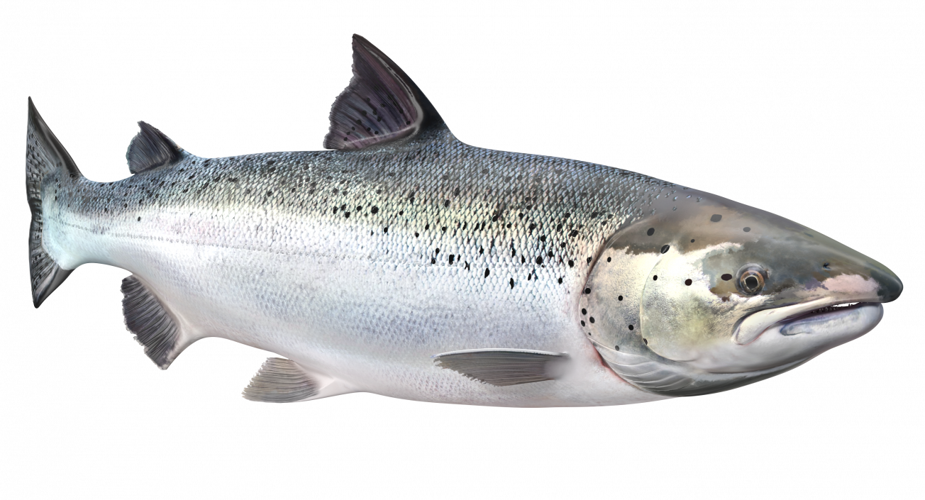 Animated Swims Atlantic Salmon Fish Rigged 3D