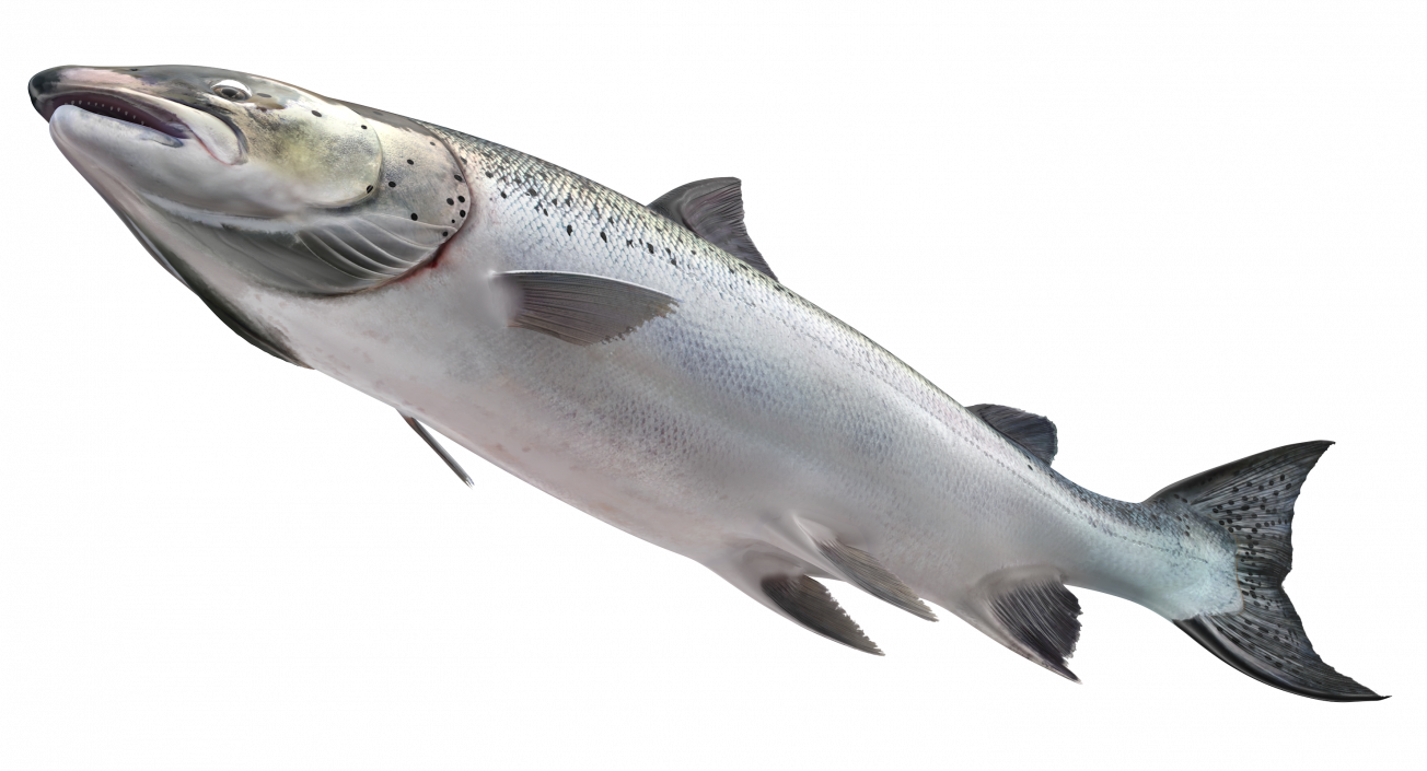 Animated Swims Atlantic Salmon Fish Rigged 3D