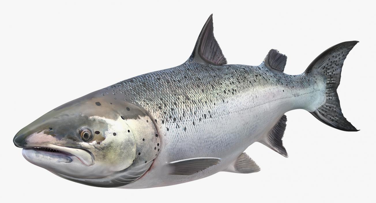 Animated Swims Atlantic Salmon Fish Rigged 3D