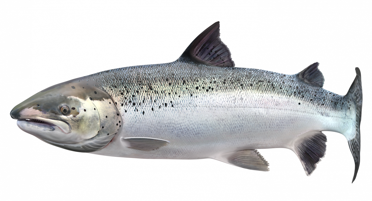 Animated Swims Atlantic Salmon Fish Rigged 3D