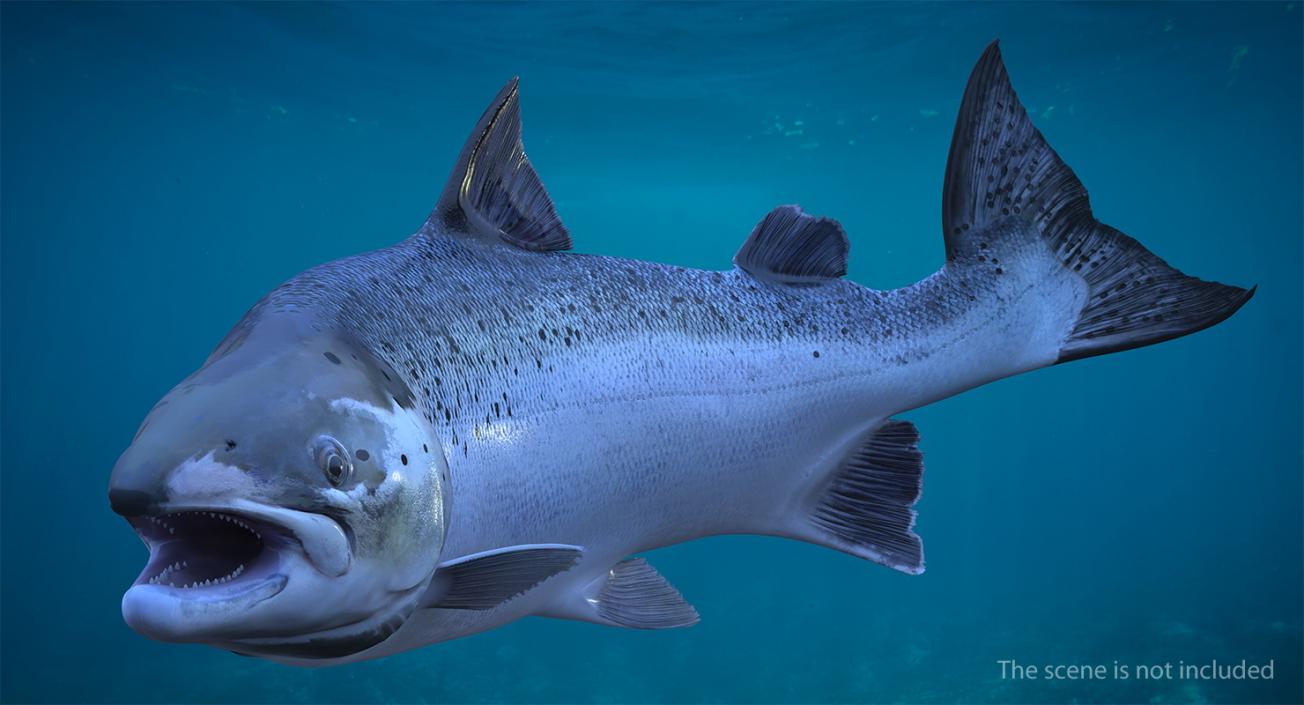 Animated Swims Atlantic Salmon Fish Rigged 3D