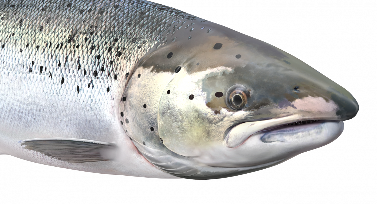 Animated Swims Atlantic Salmon Fish Rigged 3D