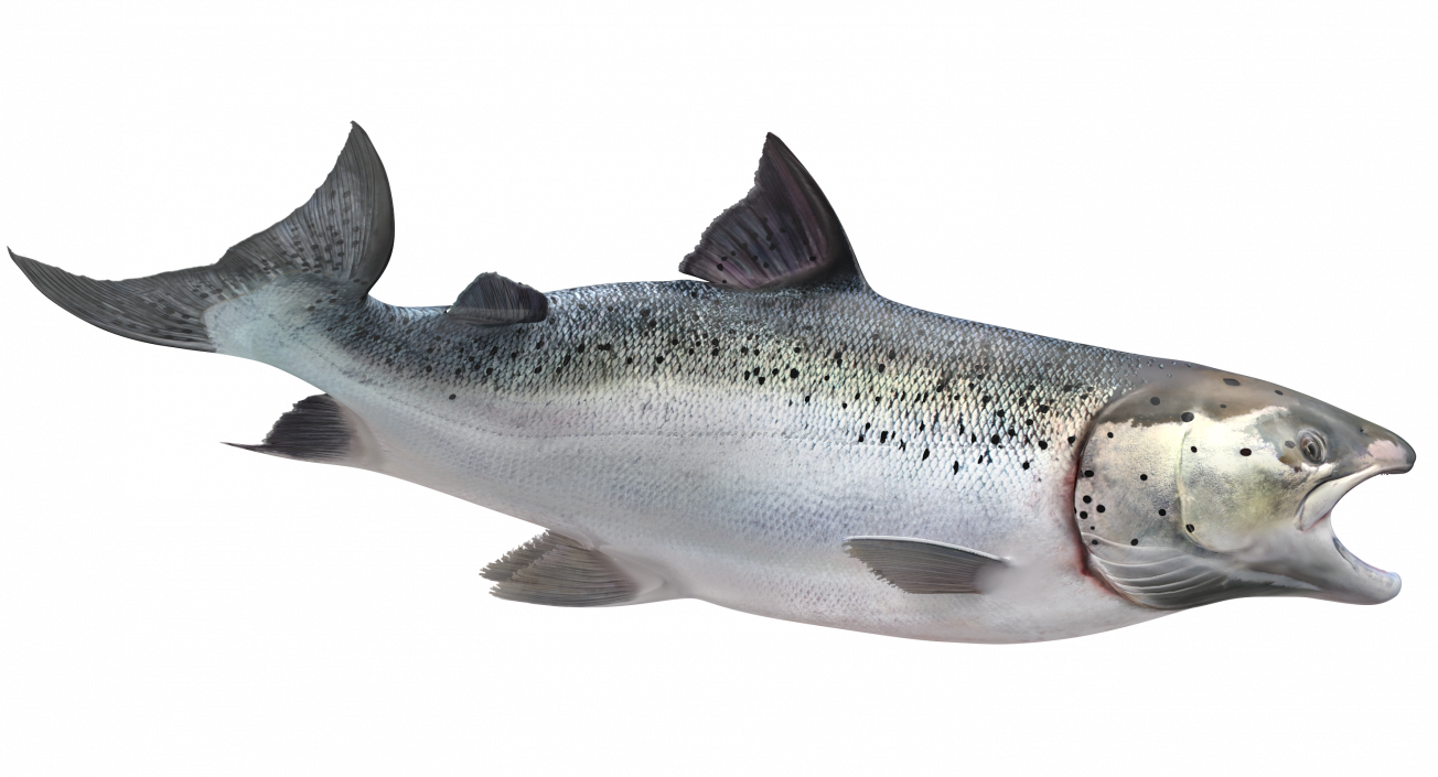 Animated Swims Atlantic Salmon Fish Rigged 3D