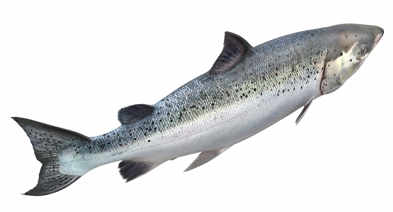 Animated Swims Atlantic Salmon Fish Rigged 3D