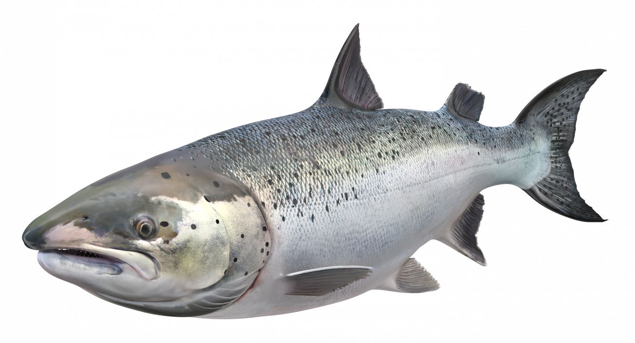 Animated Swims Atlantic Salmon Fish Rigged 3D