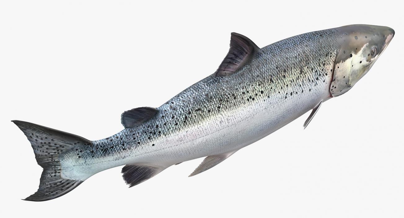 Animated Swims Atlantic Salmon Fish Rigged 3D