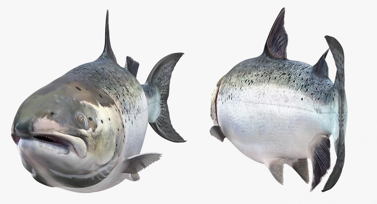 Animated Swims Atlantic Salmon Fish Rigged 3D