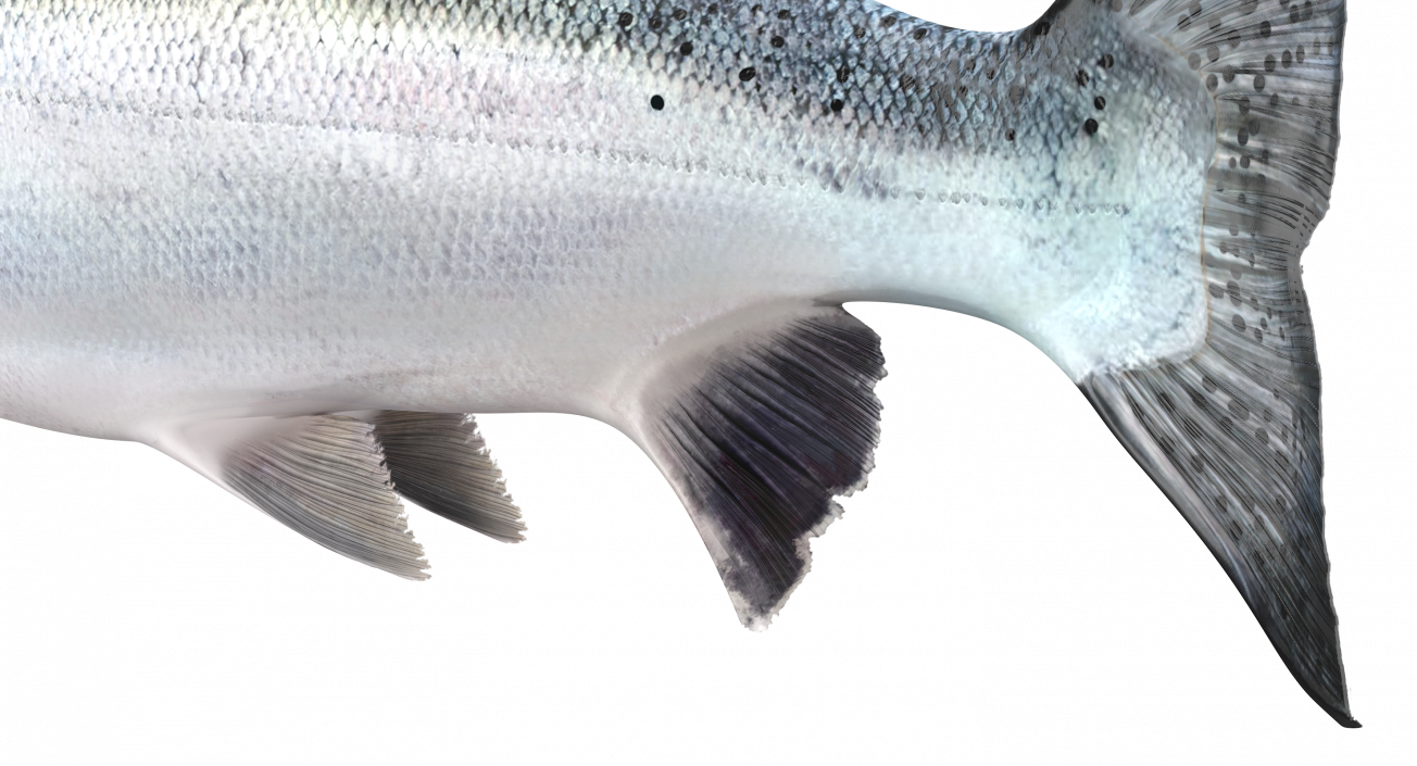 Animated Swims Atlantic Salmon Fish Rigged 3D