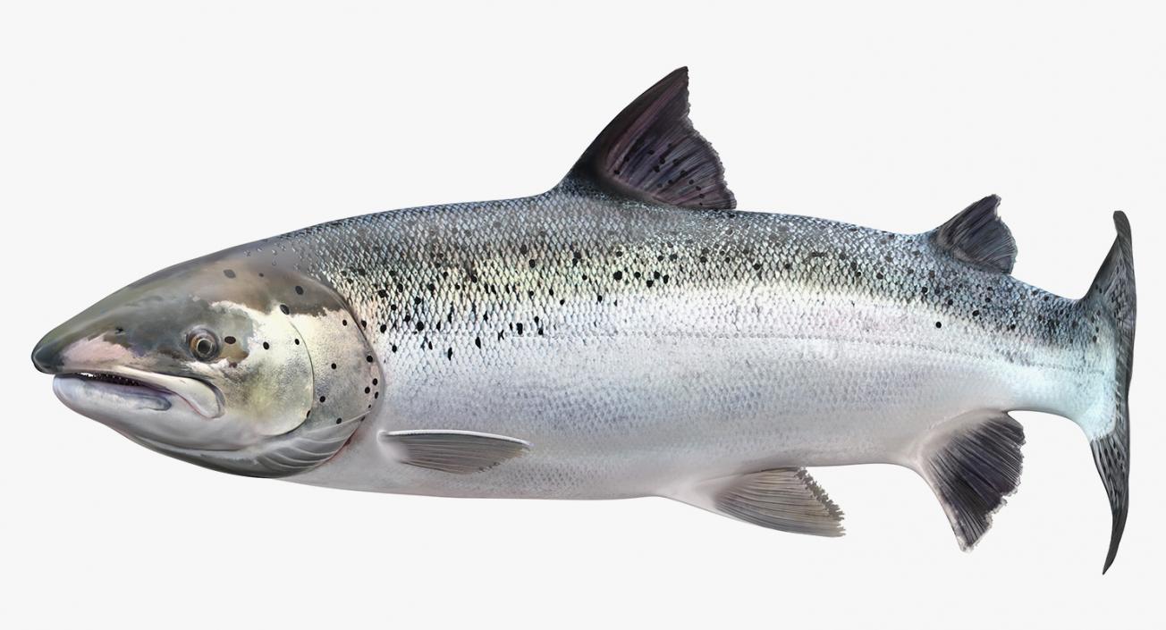 Animated Swims Atlantic Salmon Fish Rigged 3D