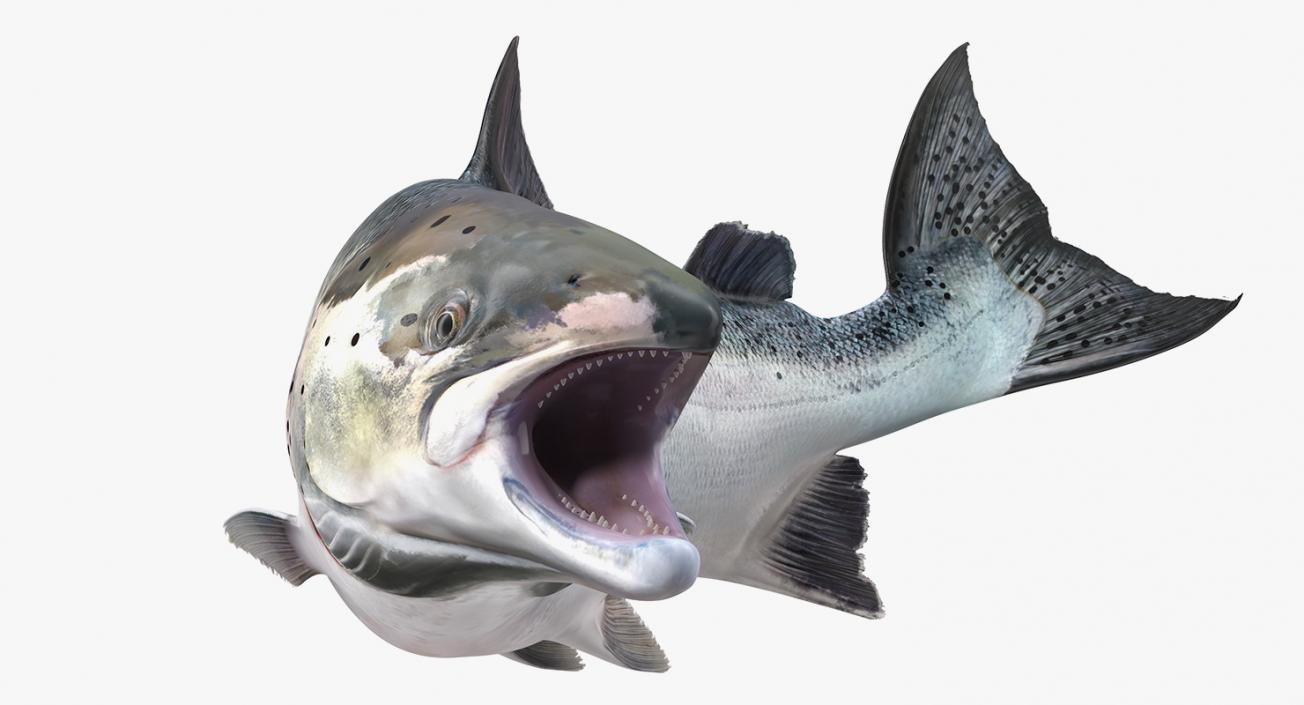 Animated Swims Atlantic Salmon Fish Rigged 3D