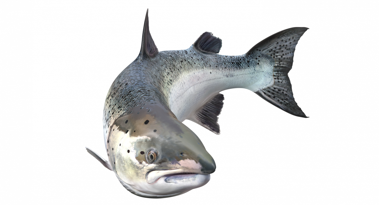 Animated Swims Atlantic Salmon Fish Rigged 3D