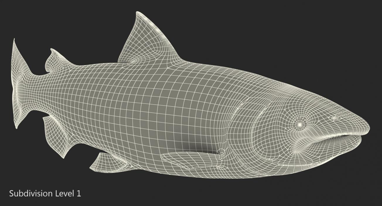 Animated Swims Atlantic Salmon Fish Rigged 3D