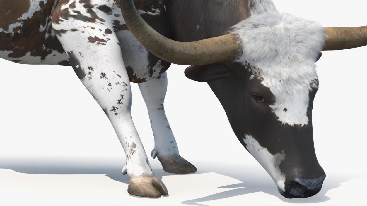 3D model Texas Longhorn Cattle Mottled Brown