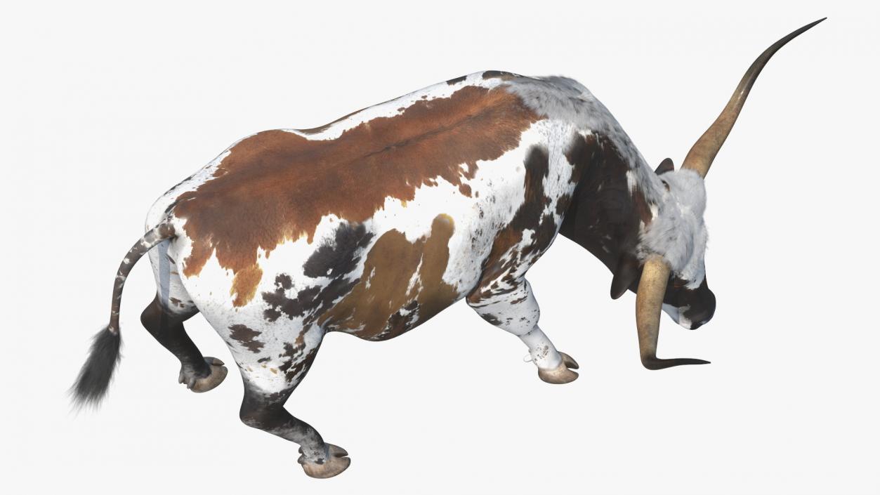 3D model Texas Longhorn Cattle Mottled Brown