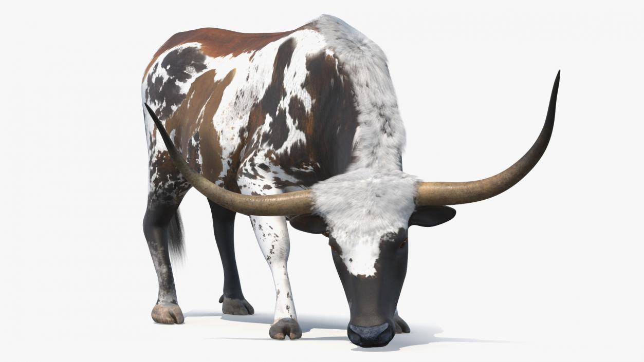 3D model Texas Longhorn Cattle Mottled Brown