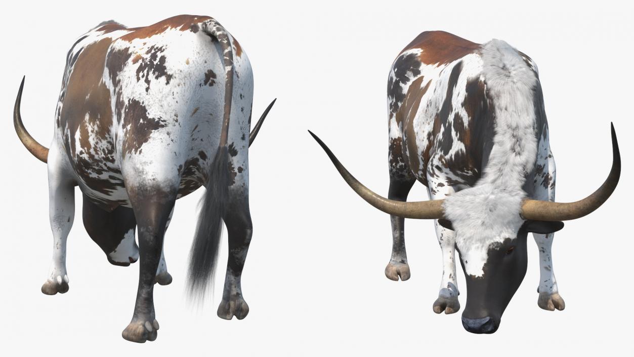 3D model Texas Longhorn Cattle Mottled Brown