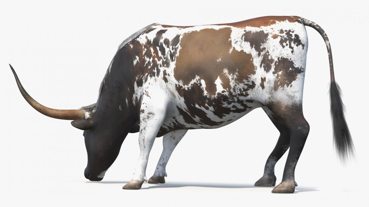 3D model Texas Longhorn Cattle Mottled Brown