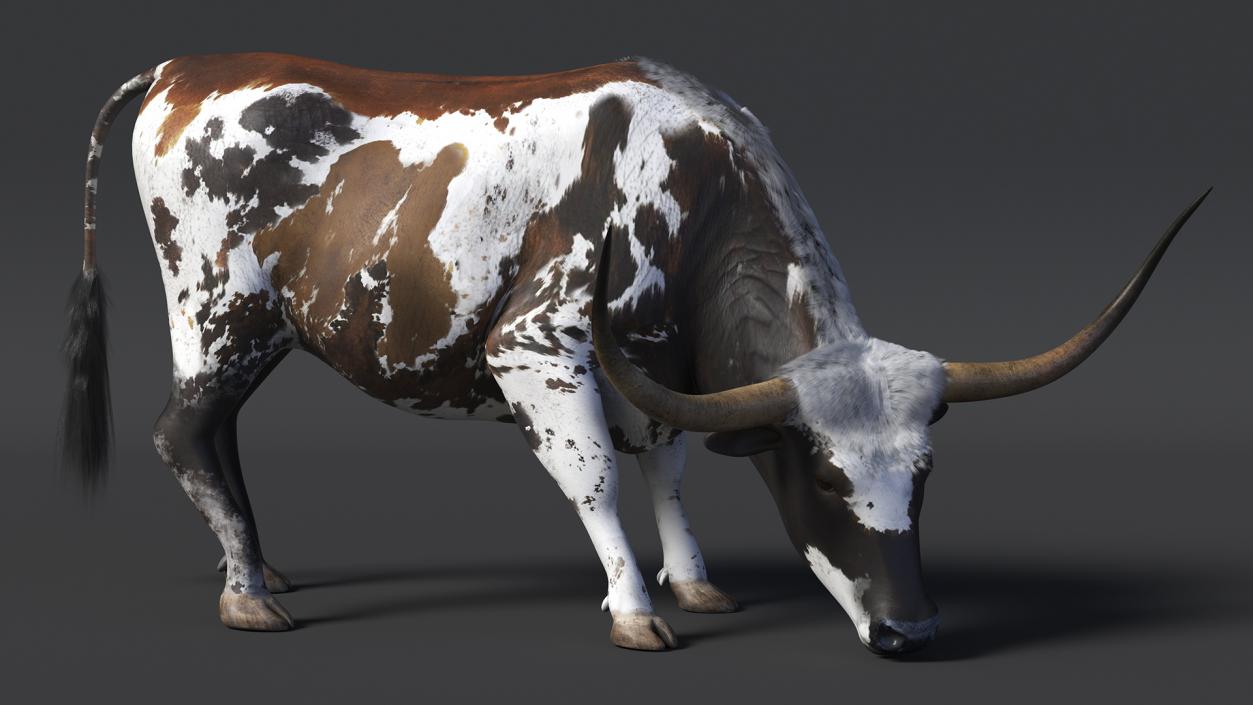 3D model Texas Longhorn Cattle Mottled Brown