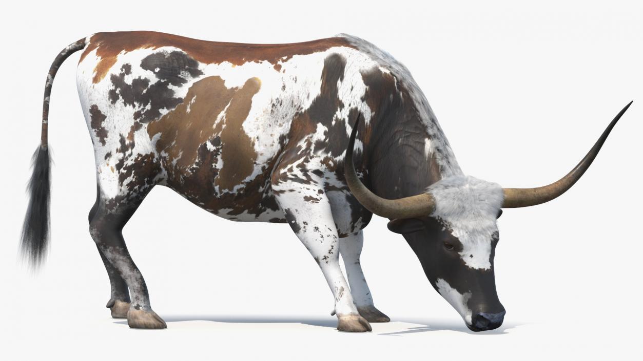 3D model Texas Longhorn Cattle Mottled Brown