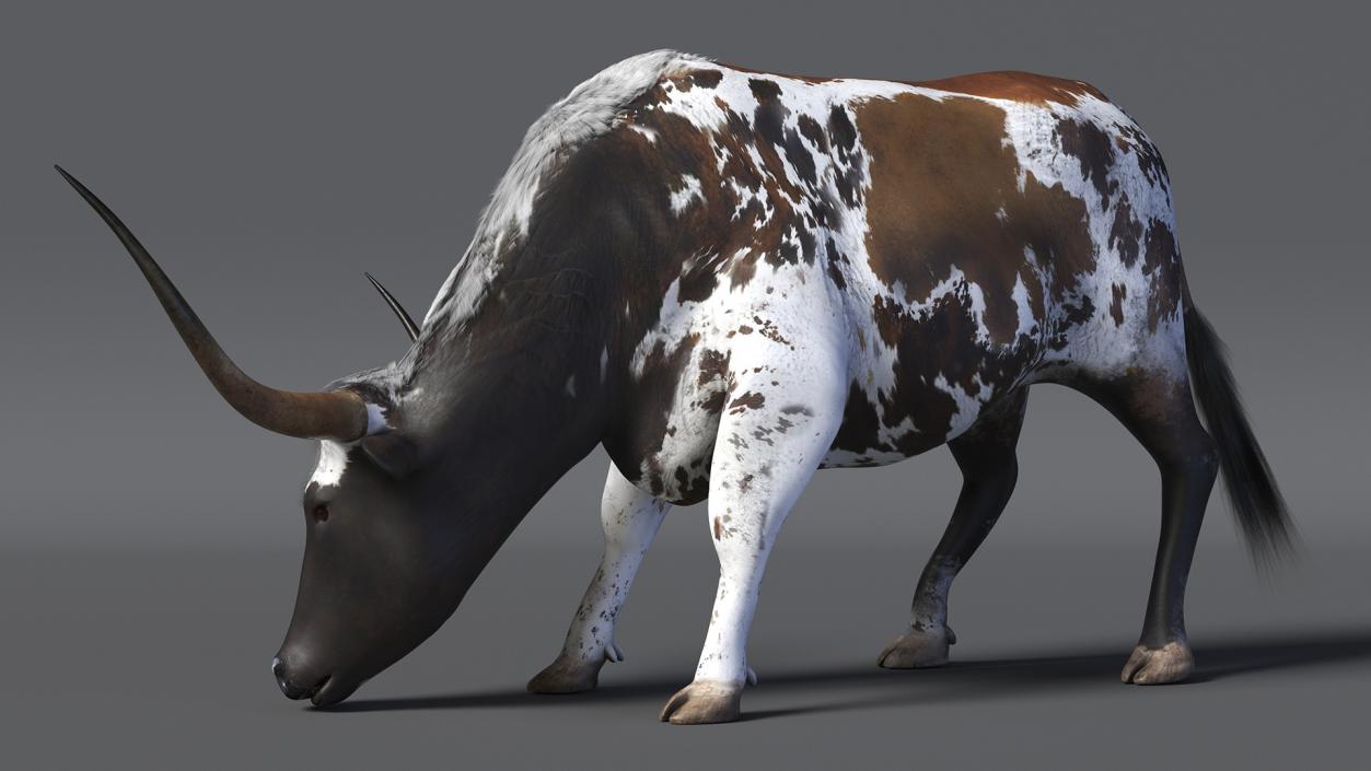 3D model Texas Longhorn Cattle Mottled Brown