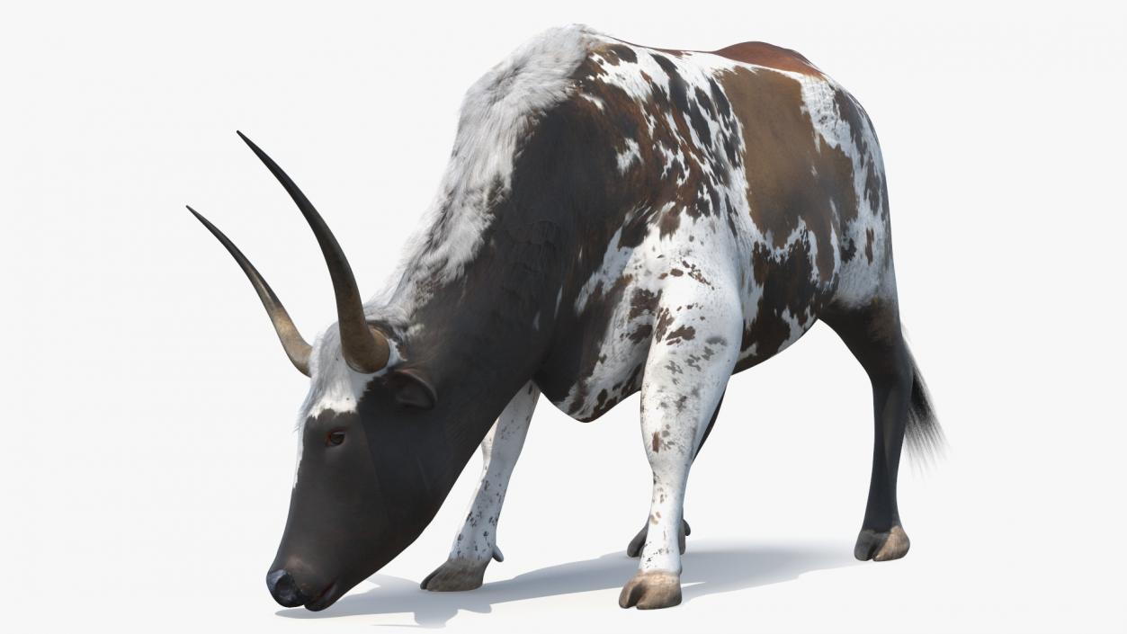 3D model Texas Longhorn Cattle Mottled Brown