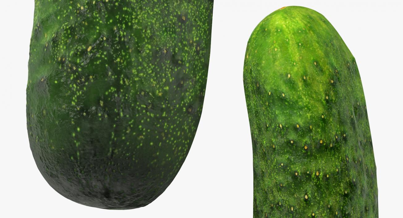 3D Cucumber Half model