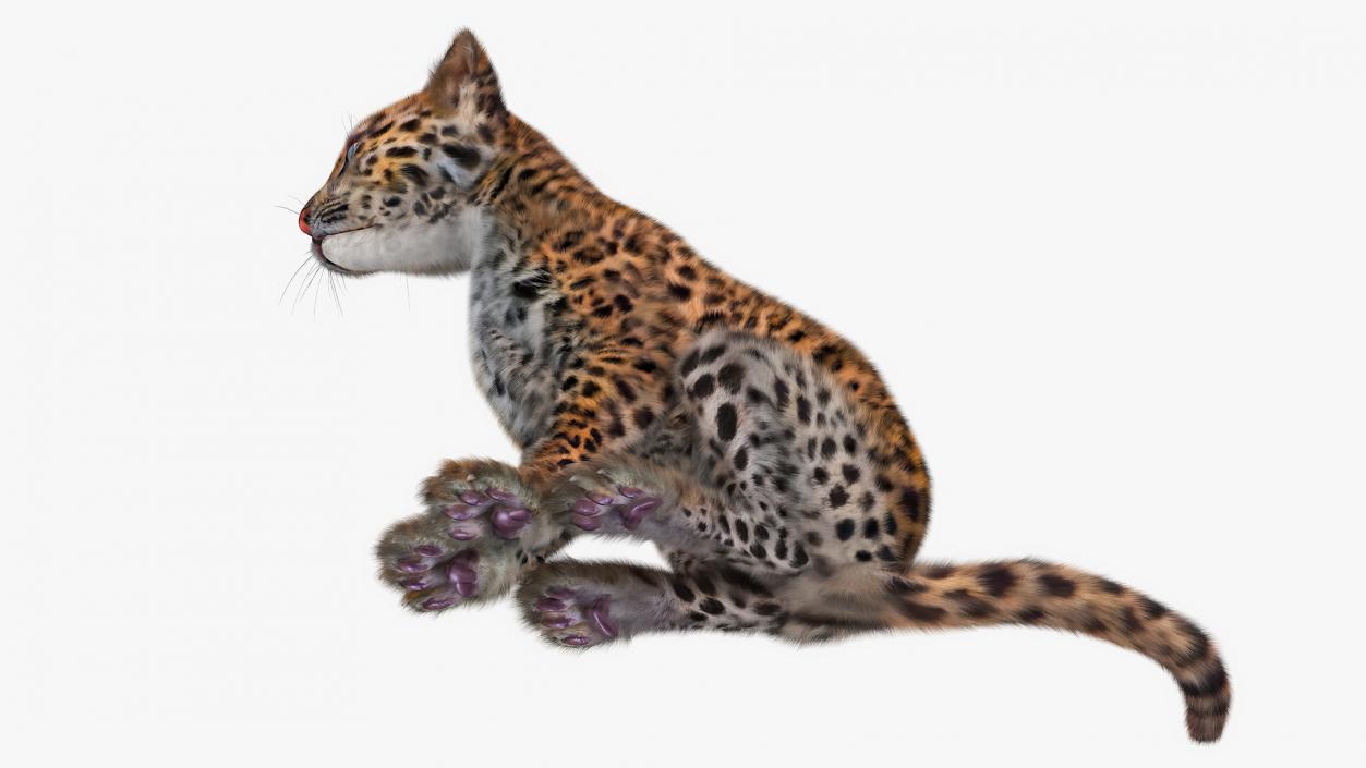 3D Leopard Cub Sitting Pose with Fur model