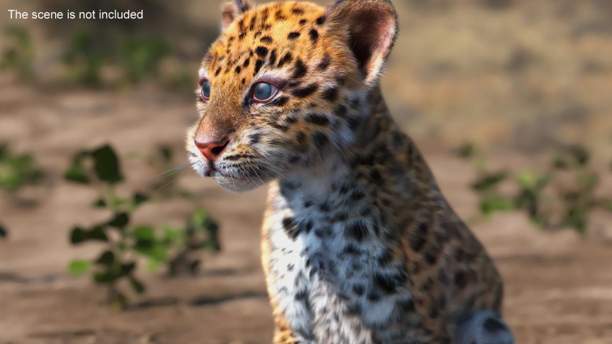 3D Leopard Cub Sitting Pose with Fur model