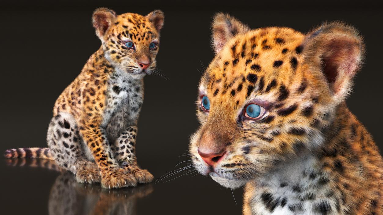 3D Leopard Cub Sitting Pose with Fur model