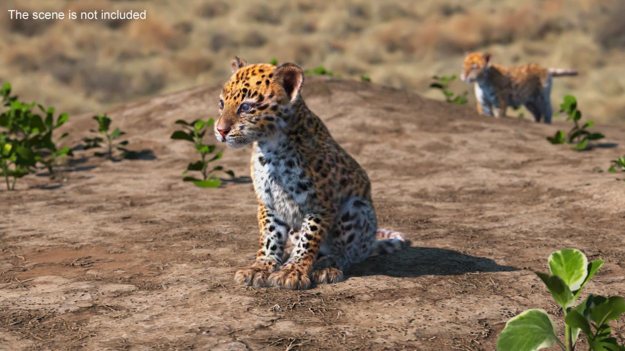 3D Leopard Cub Sitting Pose with Fur model