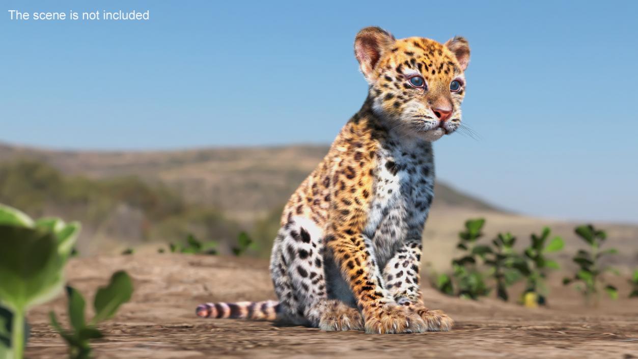 3D Leopard Cub Sitting Pose with Fur model