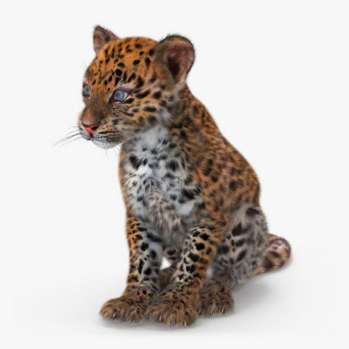 3D Leopard Cub Sitting Pose with Fur model