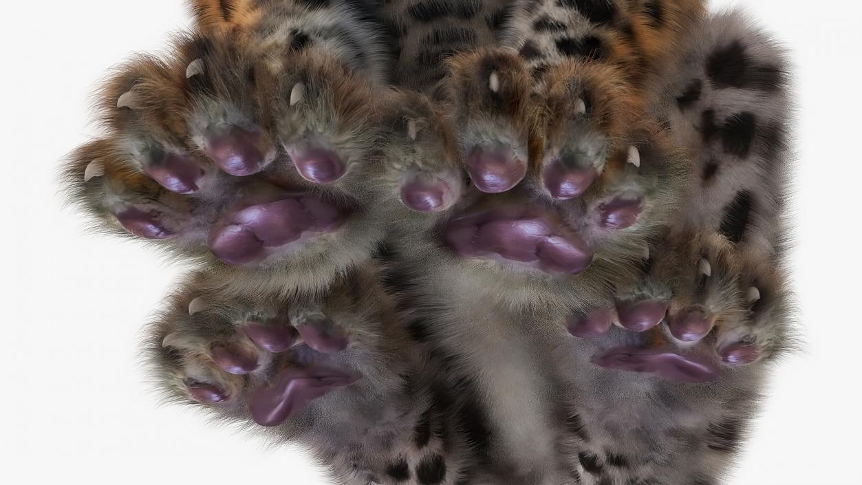 3D Leopard Cub Sitting Pose with Fur model