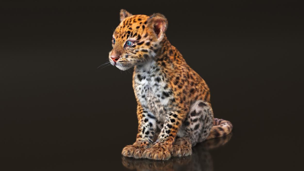 3D Leopard Cub Sitting Pose with Fur model