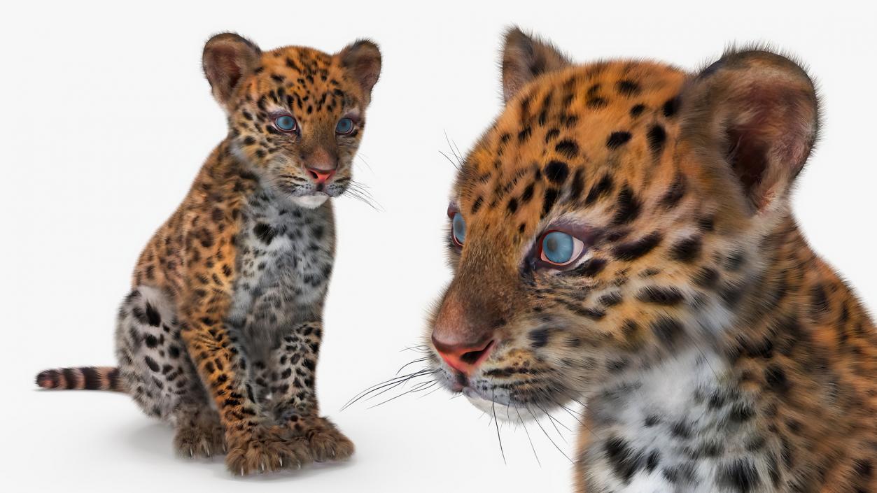 3D Leopard Cub Sitting Pose with Fur model