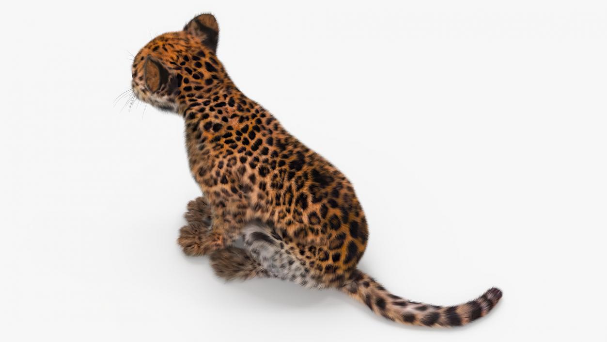 3D Leopard Cub Sitting Pose with Fur model