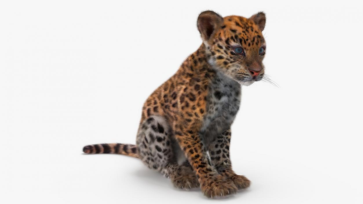 3D Leopard Cub Sitting Pose with Fur model