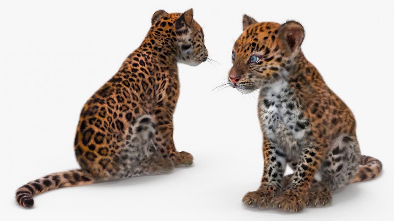 3D Leopard Cub Sitting Pose with Fur model