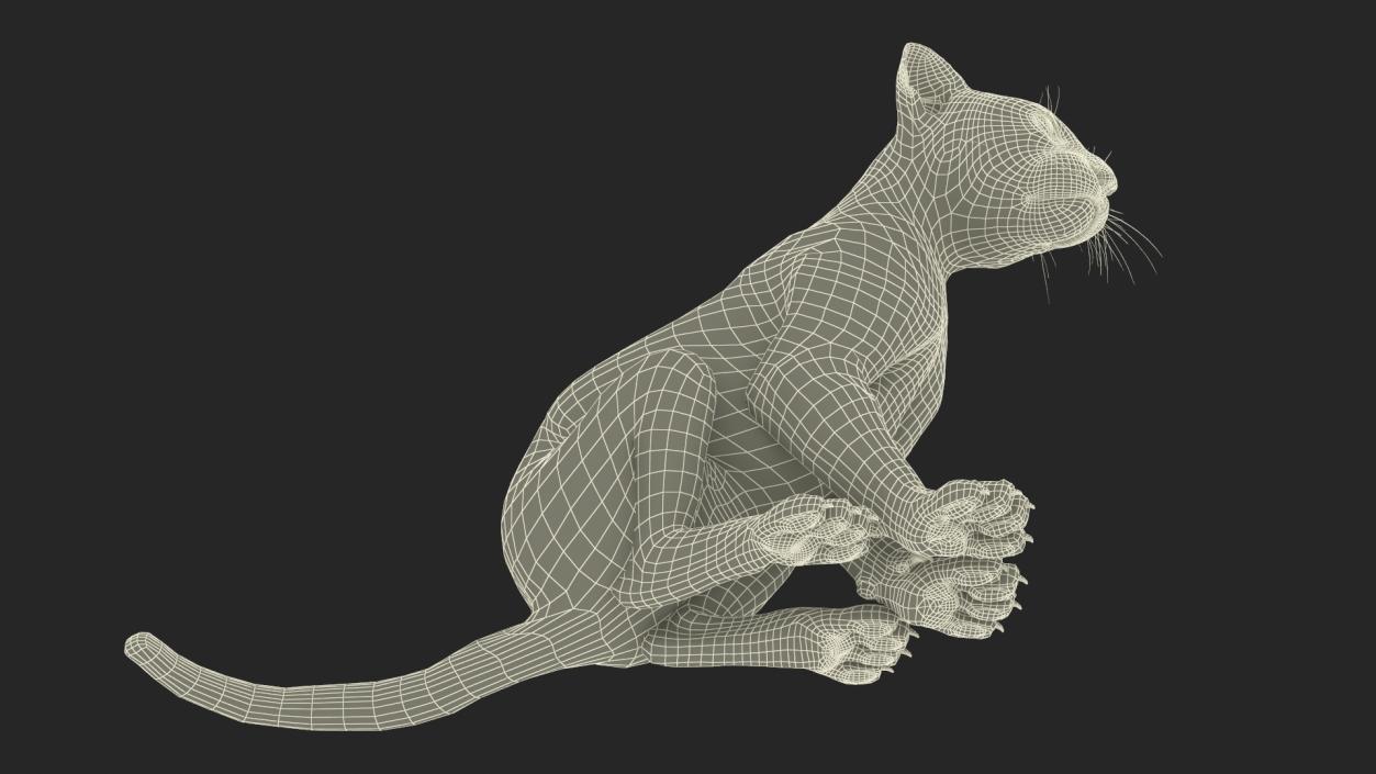 3D Leopard Cub Sitting Pose with Fur model