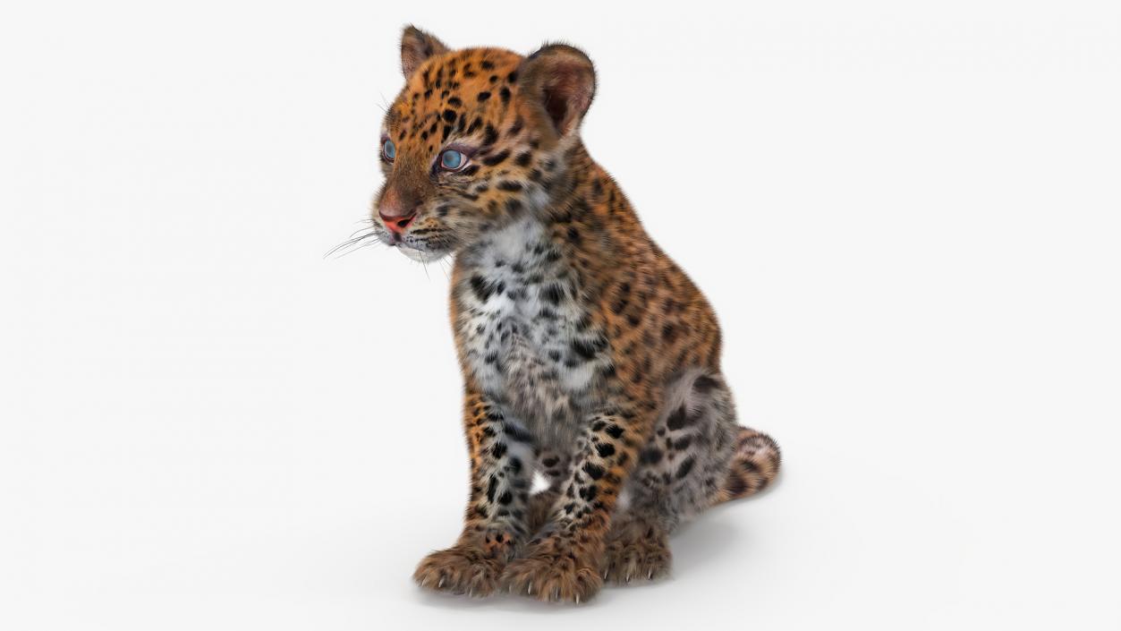 3D Leopard Cub Sitting Pose with Fur model