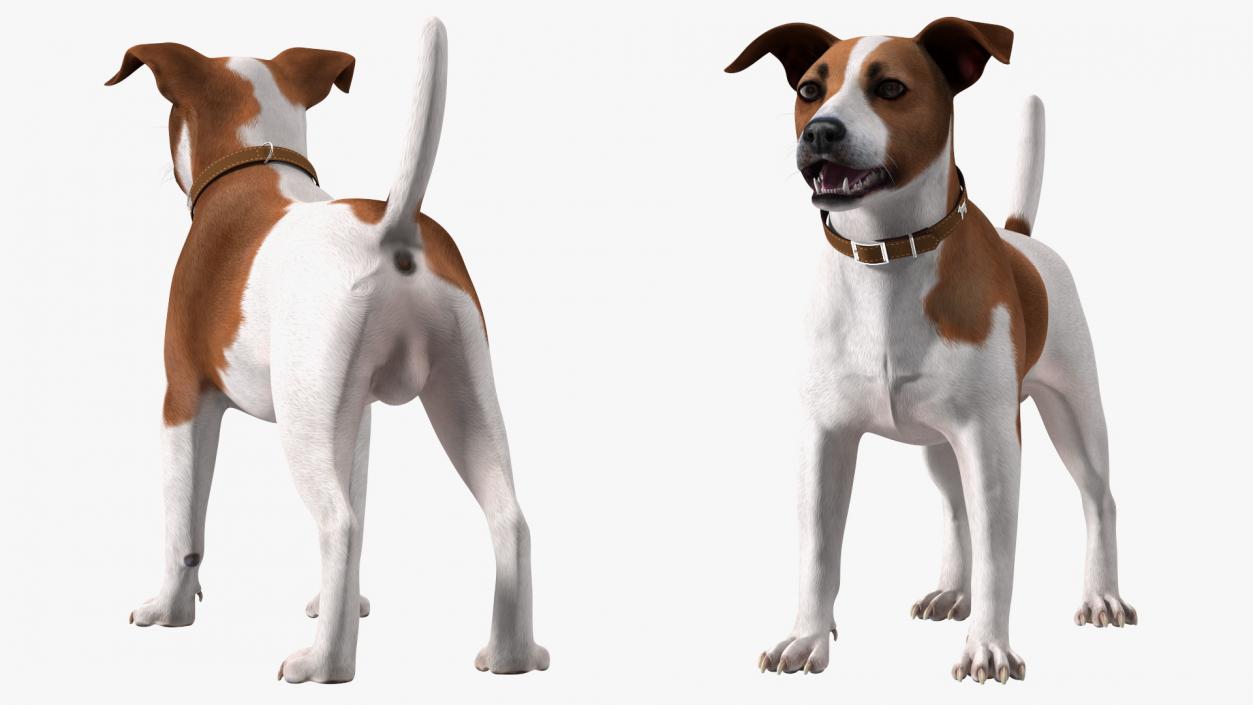 3D model Cage with Jack Russell Terrier