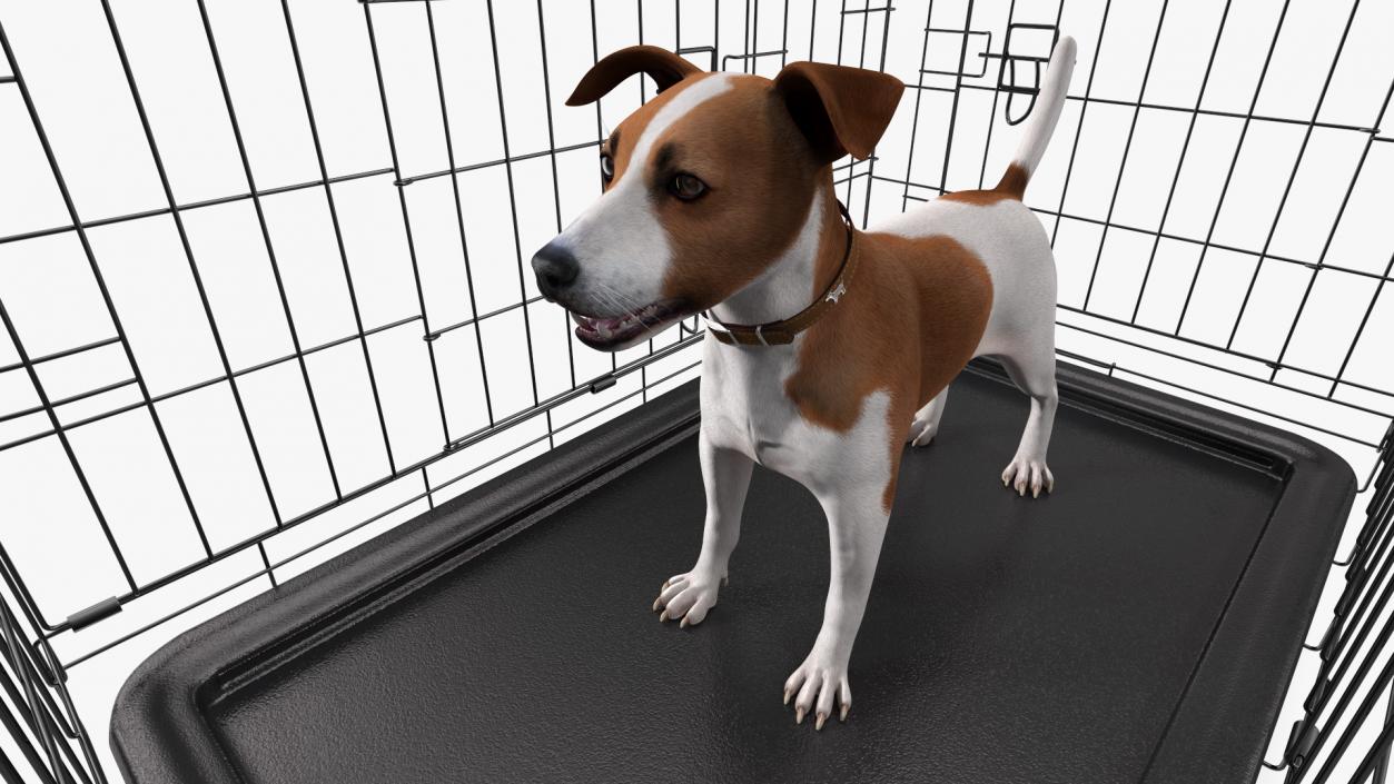 3D model Cage with Jack Russell Terrier