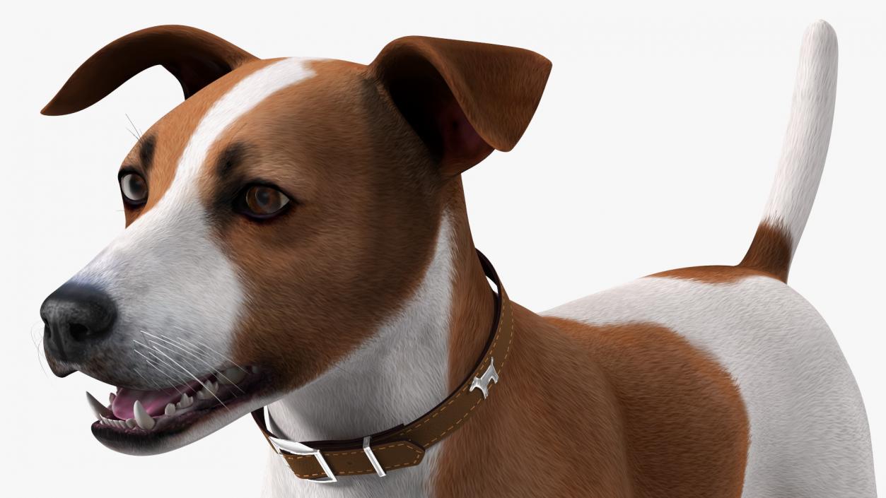 3D model Cage with Jack Russell Terrier