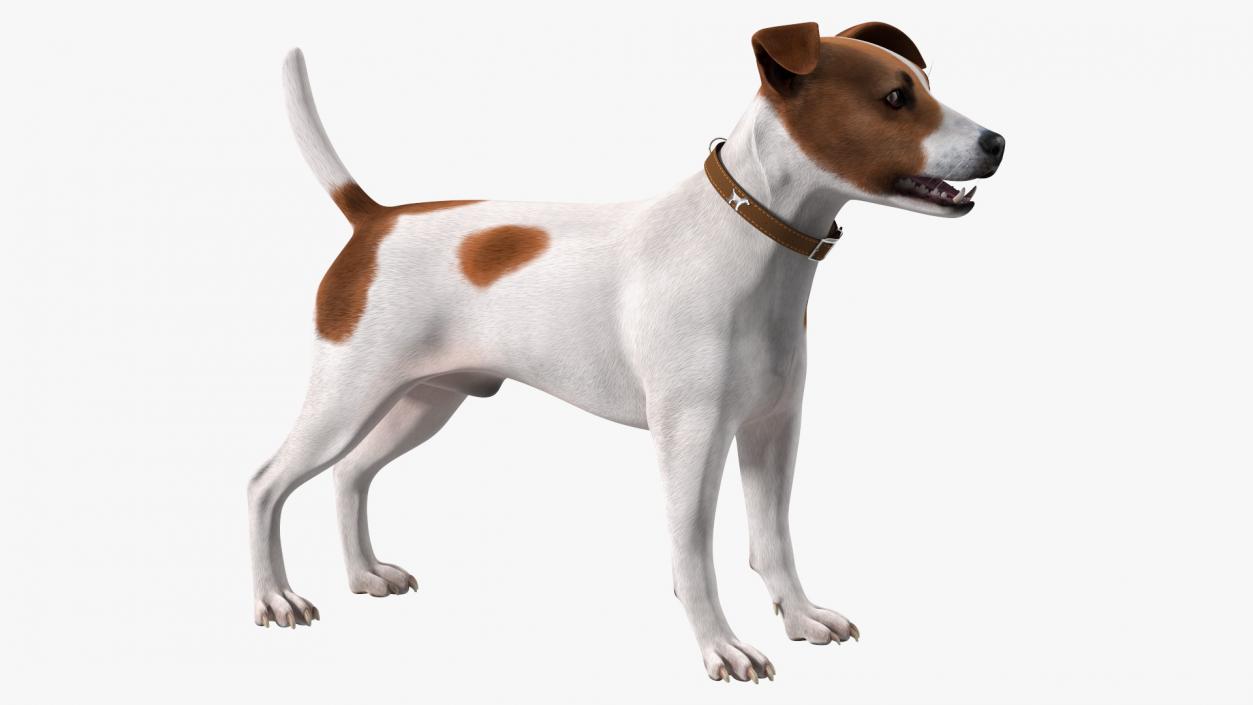 3D model Cage with Jack Russell Terrier