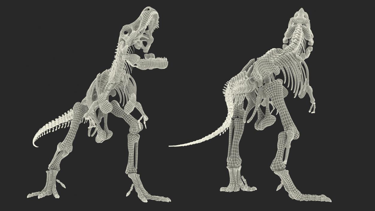 Tyrannosaurus Rex Skeleton Fossil Standing Pose 3D