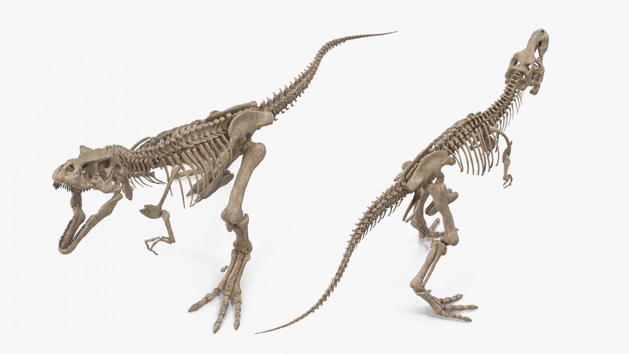 Tyrannosaurus Rex Skeleton Fossil Standing Pose 3D